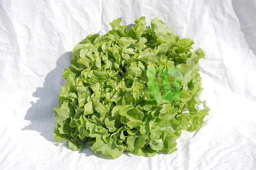 Chêne verte - lot de 3