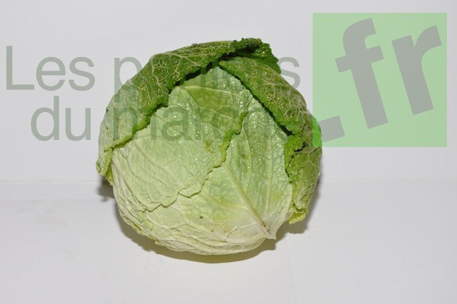 Chou vert frisé
