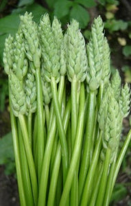 Ornithogale (asperge des bois) - la botte