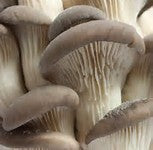 Champignons : Pleurotes grises - 250 g