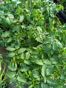 Plant de tomate cerise en motte